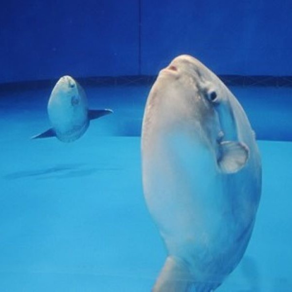 マンボウ